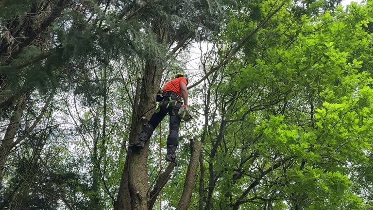 Best Leaf Removal  in Fords Prairie, WA